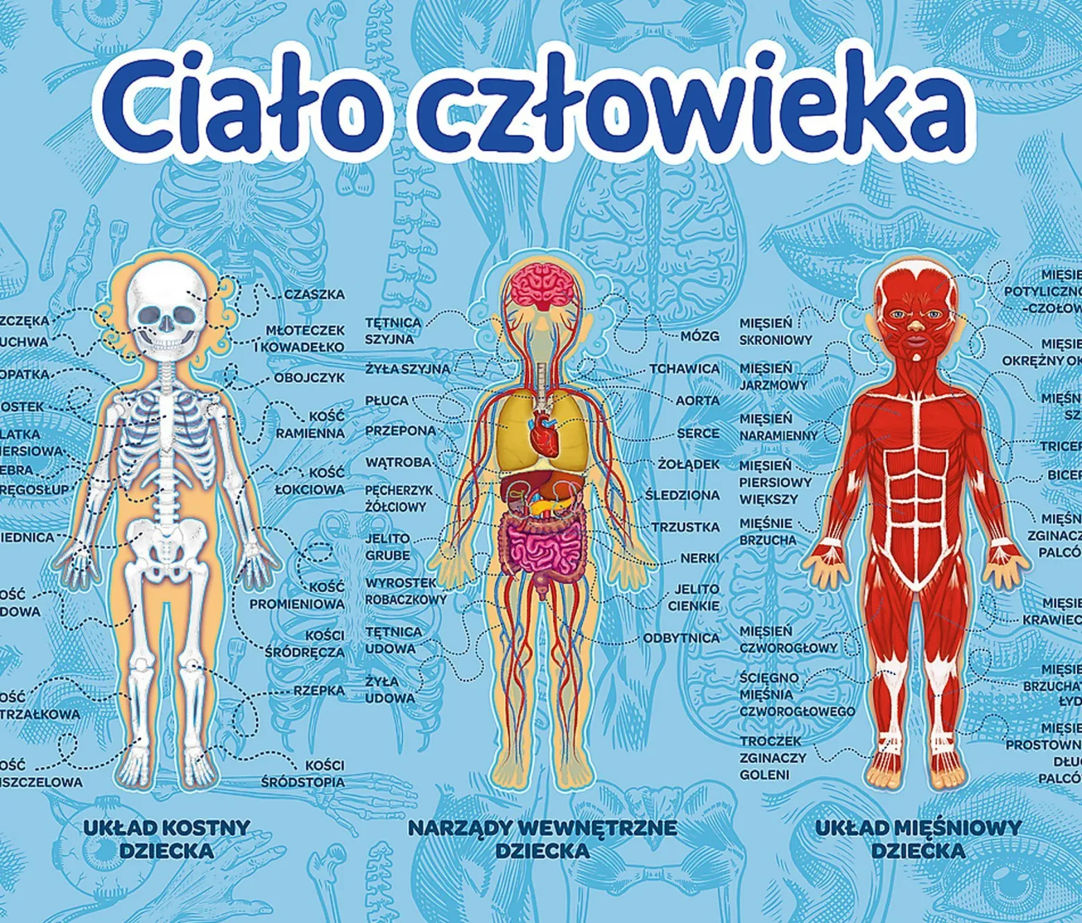 Mistrz Wiedzy - Ciało człowieka