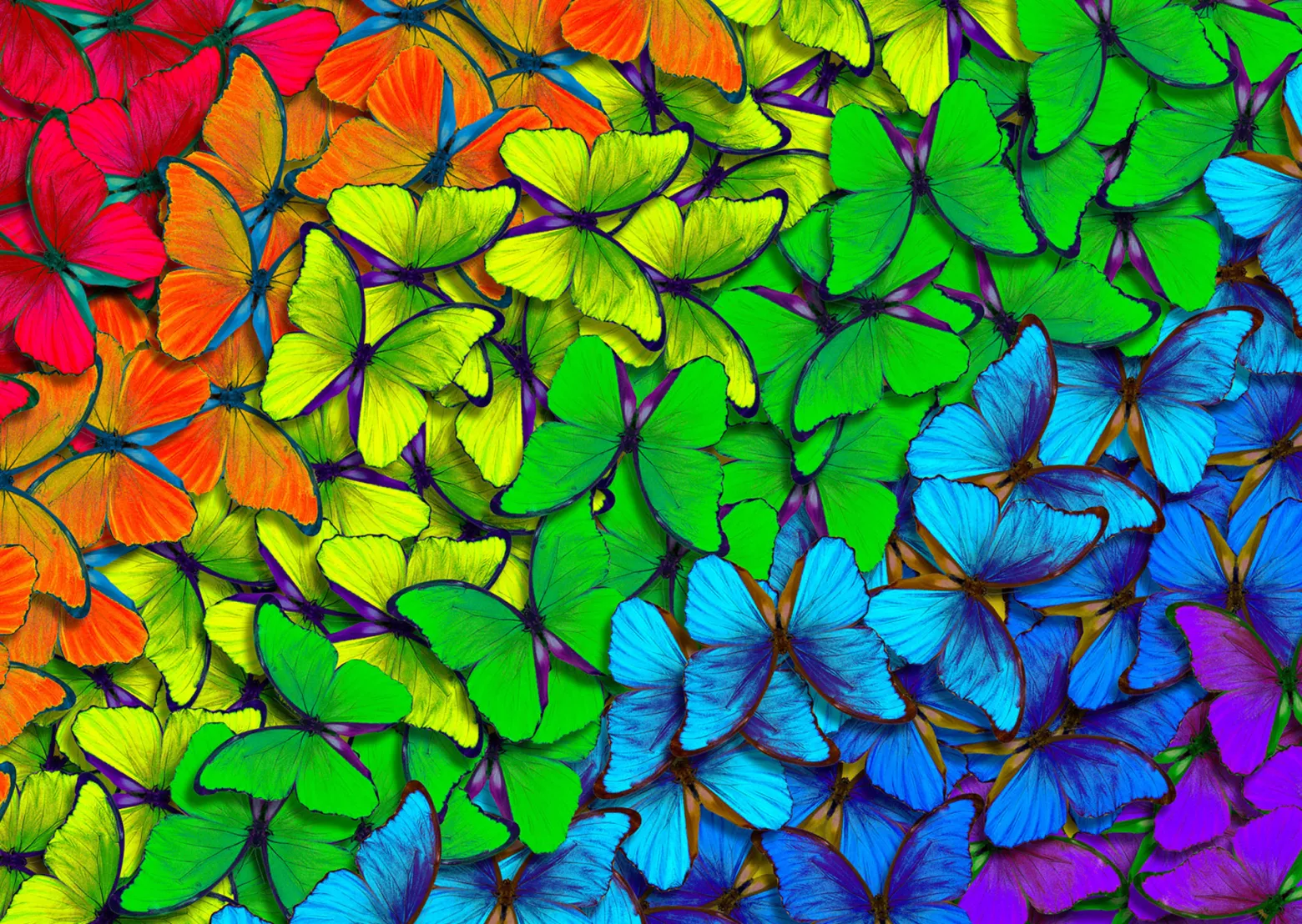 Puzzle 1000 el. Kolorowe motyle