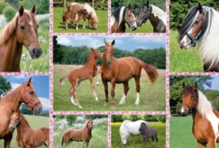 Puzzle 150 el. Konie