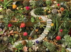 Puzzle 1000 el. Sukulenty w ogrodzie