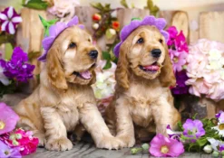 Puzzle 1000 el. Szczenięta rasy Cocker Spaniel